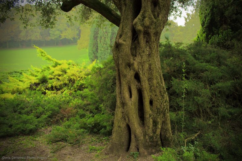 albero e natura