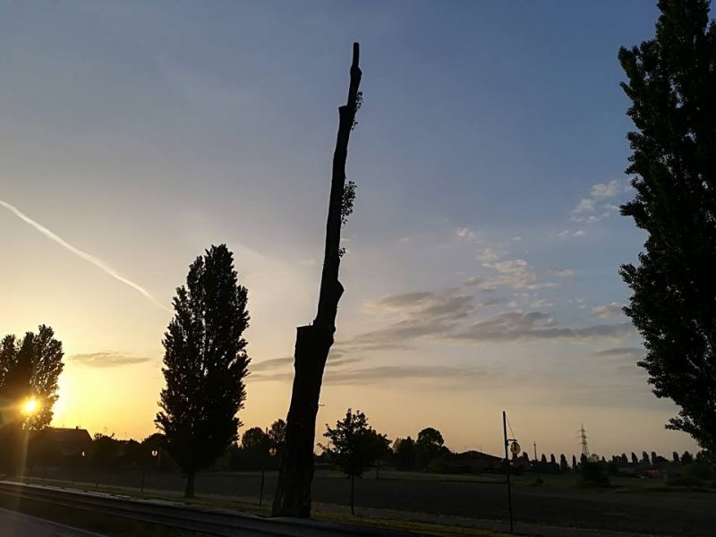 alberi capitozzati