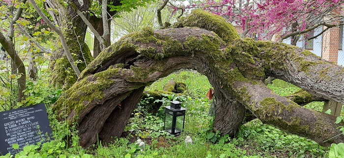 L’ALBERO DI GUARIGIONE