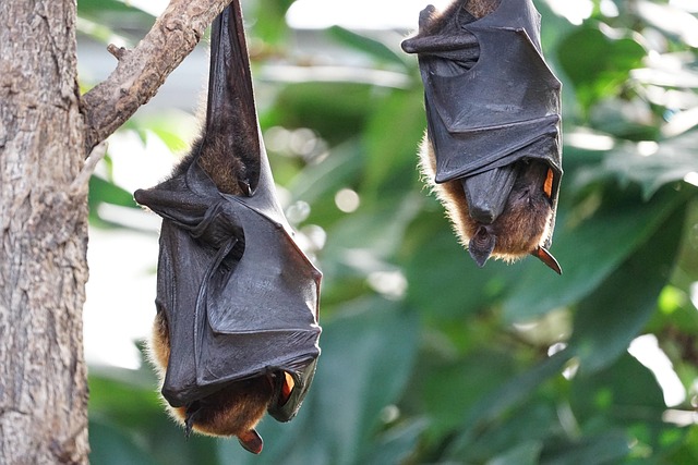 il pipistrello